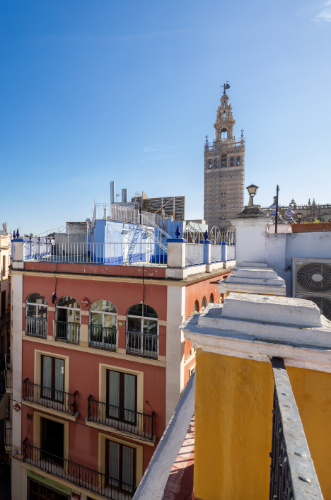jacaranda Sevilla espacio catedra 2