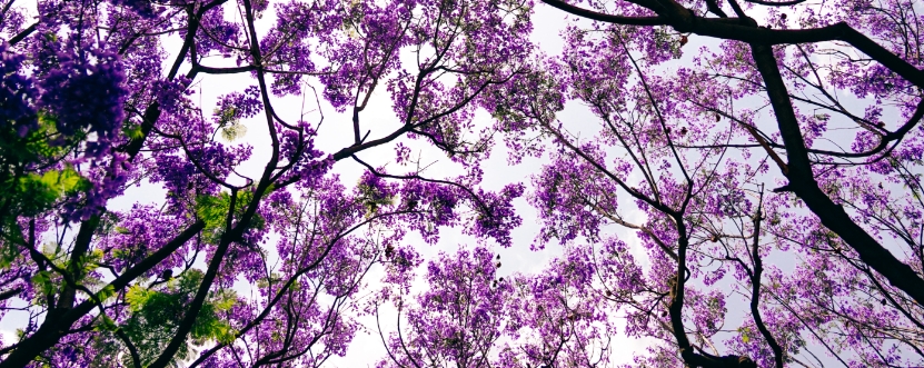 árbol jacaranda en flor